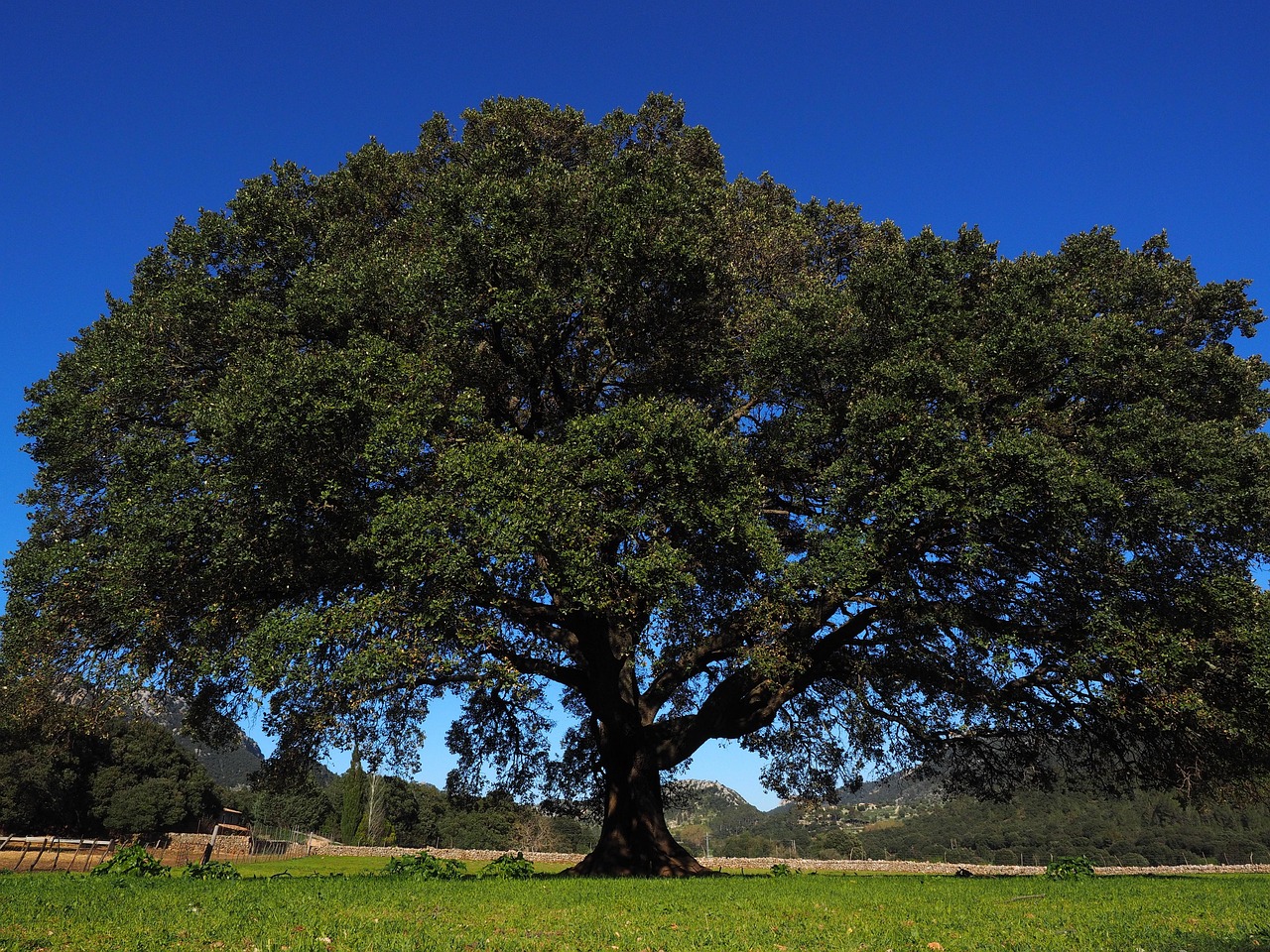 Camphor Oil Dilution and Handling: Sensible Use of a Potent Oil