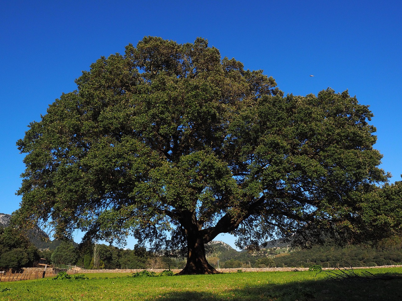 Camphor Oil FAQ: Quick Answers to Common Questions