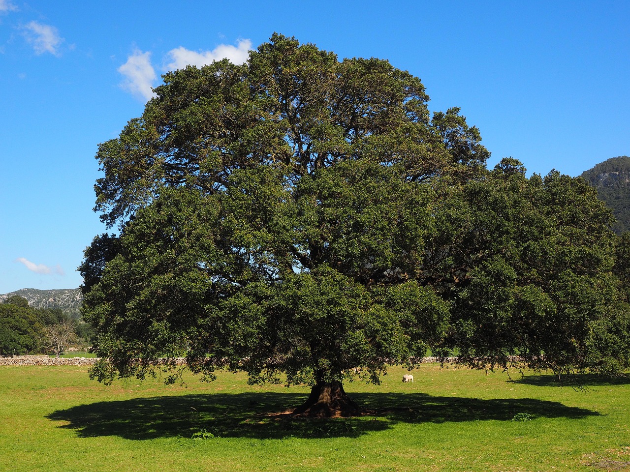 Cinnamomum Camphora: The Tree Behind Camphor Oil